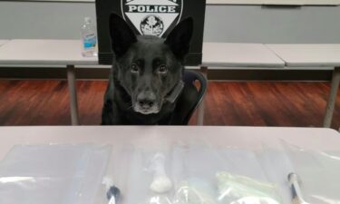 Saginaw Police K9 Cigan sits behind a table with evidence found inside a stolen car.