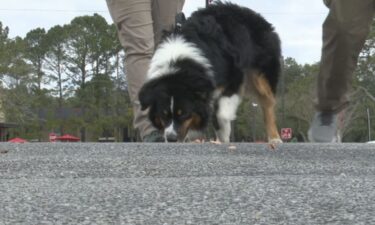 Today the dogs started out by working their way through hydration intensified tracks where they use water with a scent article to get them used to tracking.