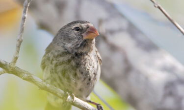 The small ground finch (Geospiza fuliginosa)