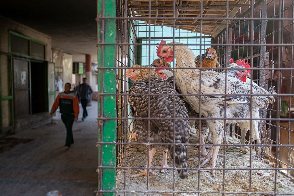 <i>Khaled Desouki/AFP/Getty Images</i><br/>Egypt's economic situation is so dire that the government is asking people to eat chicken feet. A man walks past chicken for sale at a shop in Cairo