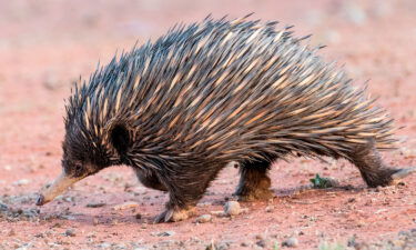 The short-beaked echidna is native to Australia.