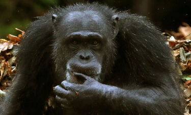 Great apes deploy more than 80 signals to communicate everyday goals