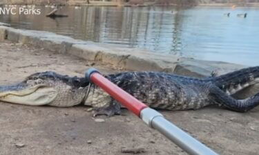 A sick 4-foot-long alligator was caught in Prospect Park in Brooklyn