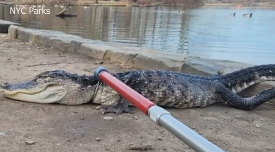 <i>NY Parks/WABC</i><br/>A sick 4-foot-long alligator was caught in Prospect Park in Brooklyn