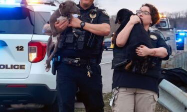 Puppies test positive for cocaine after a Mount Juliet Police car chase.