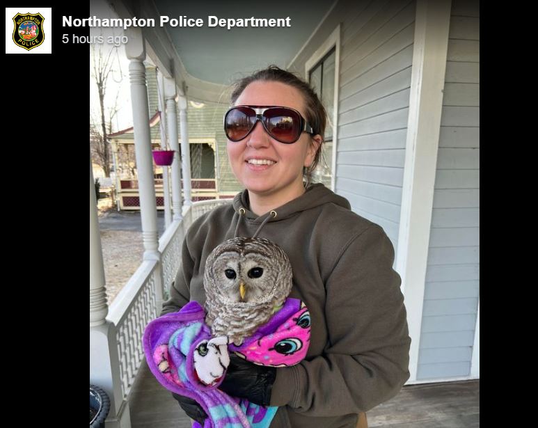 <i>Northampton Police/WBZ</i><br/>An owl flew through a residential glass window