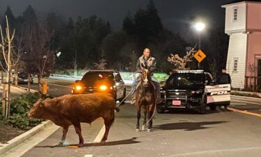 A wayward cow wandered through the streets of Pleasanton on January 1
