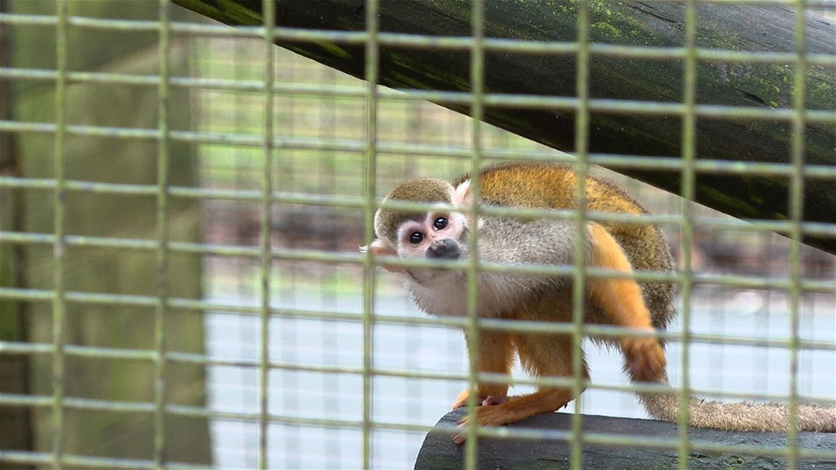 A man was arrested in the theft of 12 squirrel monkeys from a