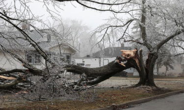 Ice covered tree branches are seen on the ground after a freezing ice storm in Ypsilanti