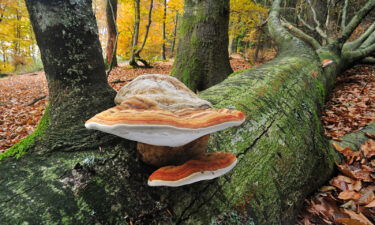 Fomes fomentarius