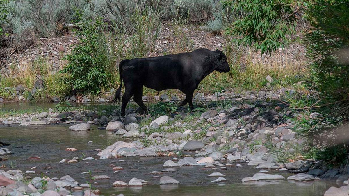 <i>Robin Silver/Center for Biological Diversity/AP/FILE</i><br/>A feral bull is seen along the Gila River in the Gila Wilderness in southwestern New Mexico