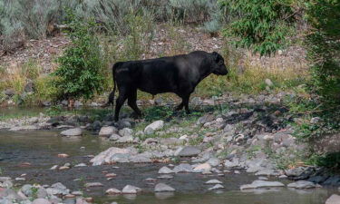 A feral bull is seen along the Gila River in the Gila Wilderness in southwestern New Mexico