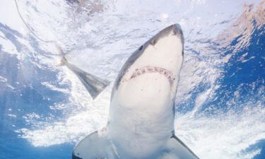 Mexico has banned shark-related tourism activities at Guadalupe Island. A great white shark here swims off of Guadalupe Island in 2016.