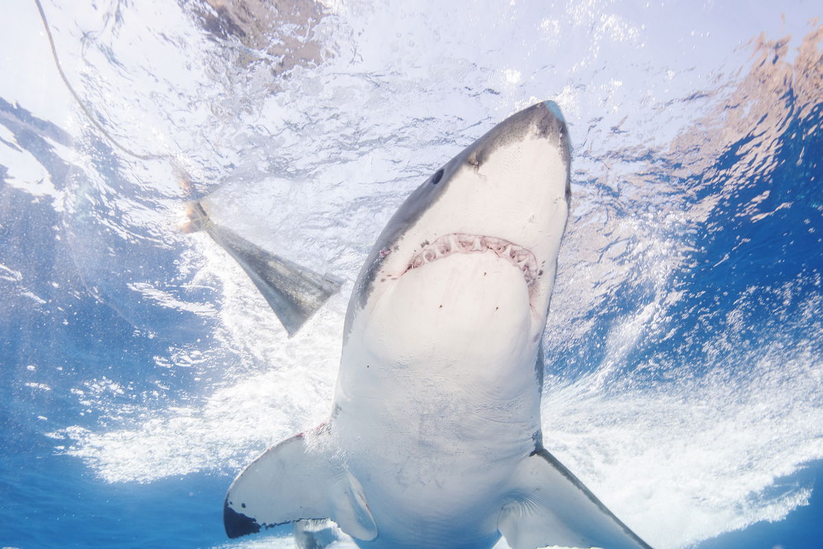 <i>Dave J Hogan/Getty Images</i><br/>Mexico has banned shark-related tourism activities at Guadalupe Island. A great white shark here swims off of Guadalupe Island in 2016.