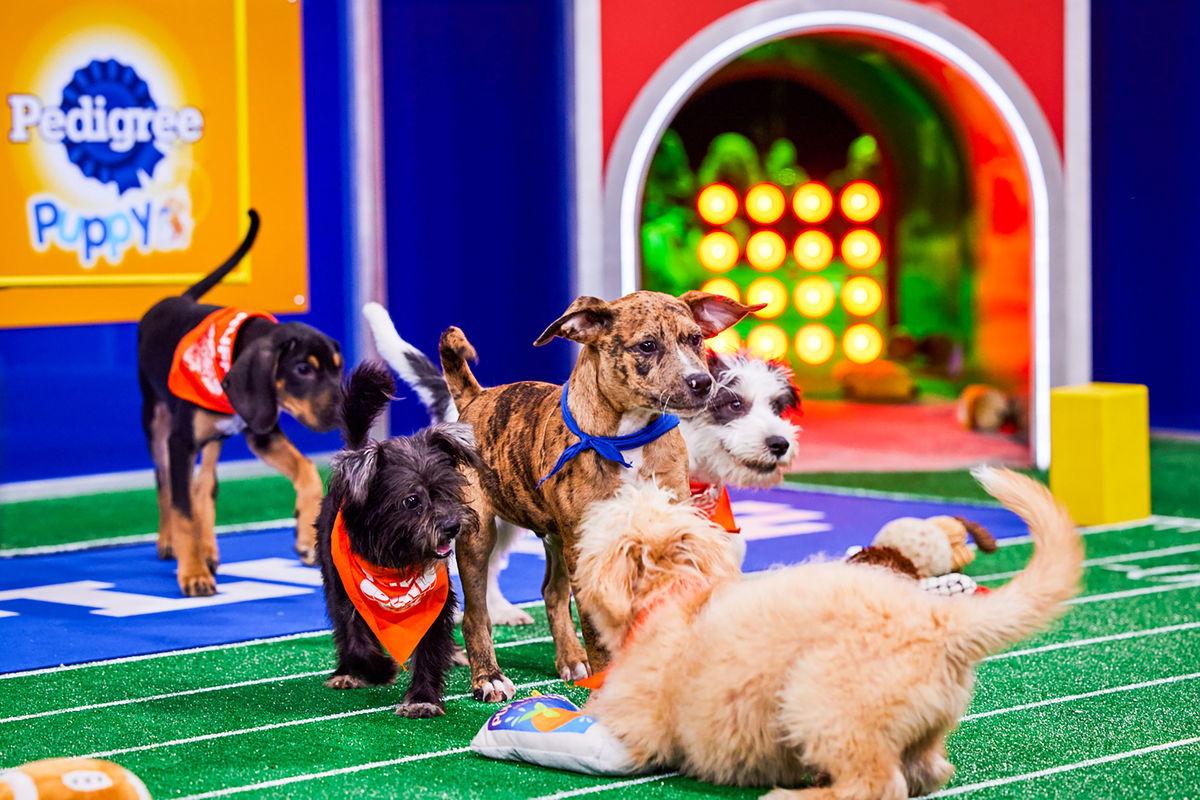 More than 100 adorable -- and adoptable -- canine athletes will complete in this year's Puppy Bowl.