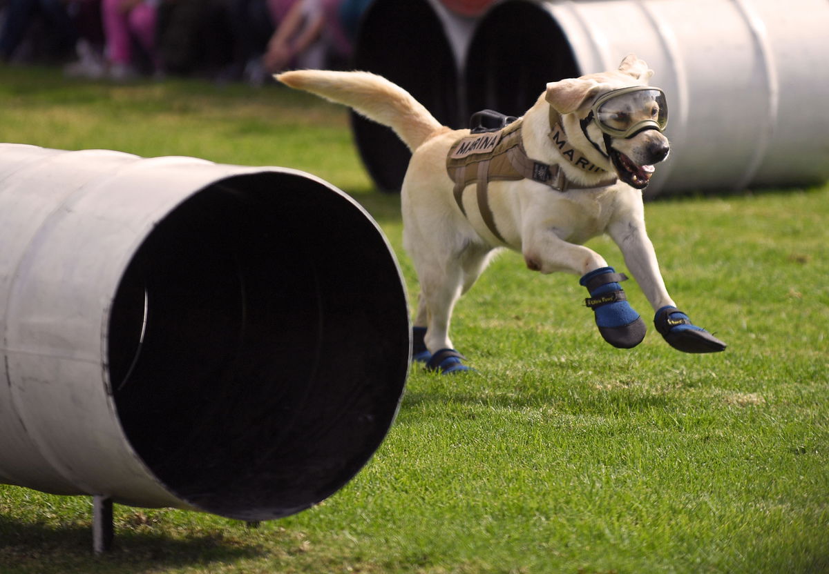 <i>Pedro Pardo/AFP/Getty Images/FILE</i><br/>Mexican search and rescue dog Frida performs at the headquarters of the Mexican Navy in Mexico City in October of 2017.