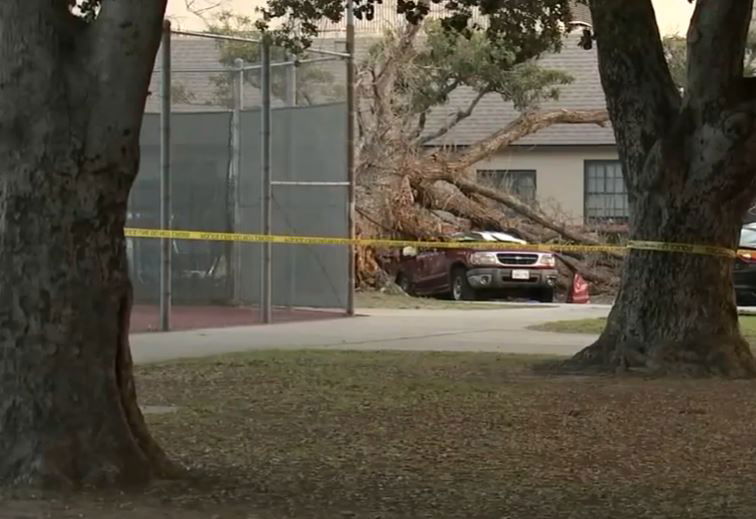 <i></i><br/>The California woman who was killed when a large tree fell on top of an SUV in Anaheim has been identified as Maria De La Luz Cruz.