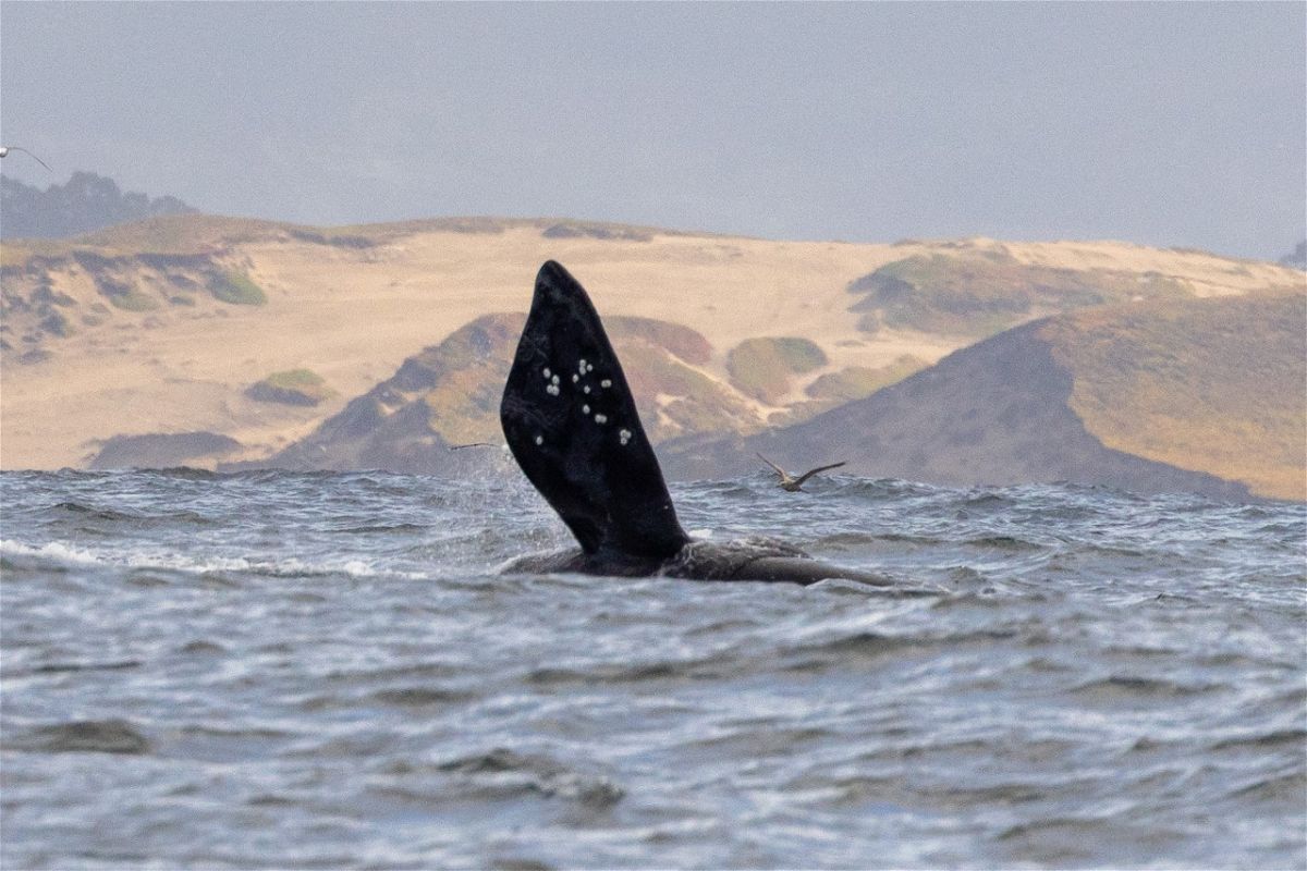 Rare photo of a North Pacific Right Whale