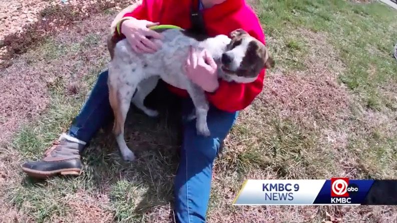 <i>KMBC</i><br/>An animal rescue shelter in Spring Hill