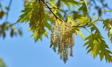 Oak trees are pumping out pollen in the Southeast