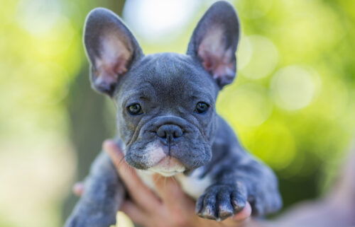 法国斗牛犬现在是美国最受欢迎的犬种