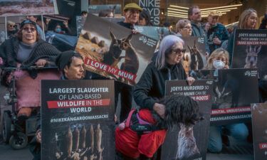 Protesters put pressure on Nike to end its use of kangaroo leather during an Animal Justice Party protest outside the company's George Street store in Sydney last July.