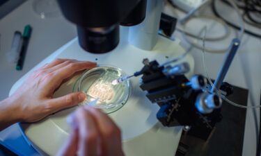 How human gene editing is moving on after the CRISPR baby scandal. A researcher is pictured handling a petri dish while observing a CRISPR/Cas9 process through a stereomicroscope at the Max-Delbrueck-Centre for Molecular Medicine in 2018.