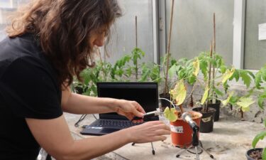 The team conducted their experiments in a green house and placed the plants in soundproof boxes.