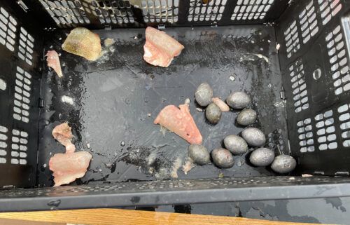 The fish were found to be stuffed with lead weights and fish fillets.