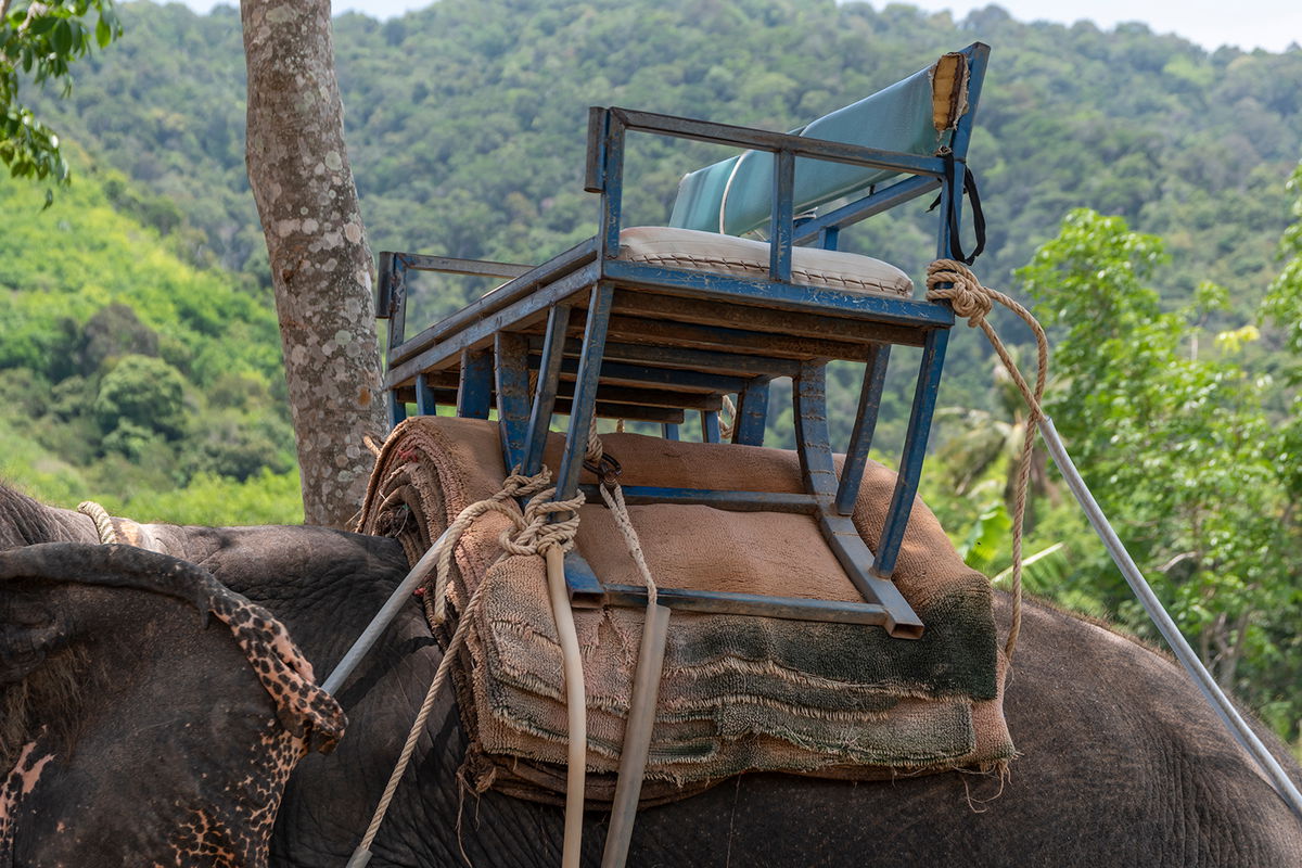 <i>Amy Jones/Moving Animals/WFFT</i><br/>An elephant wearing a howdah is tied to a tree awaiting the next ride in Thailand