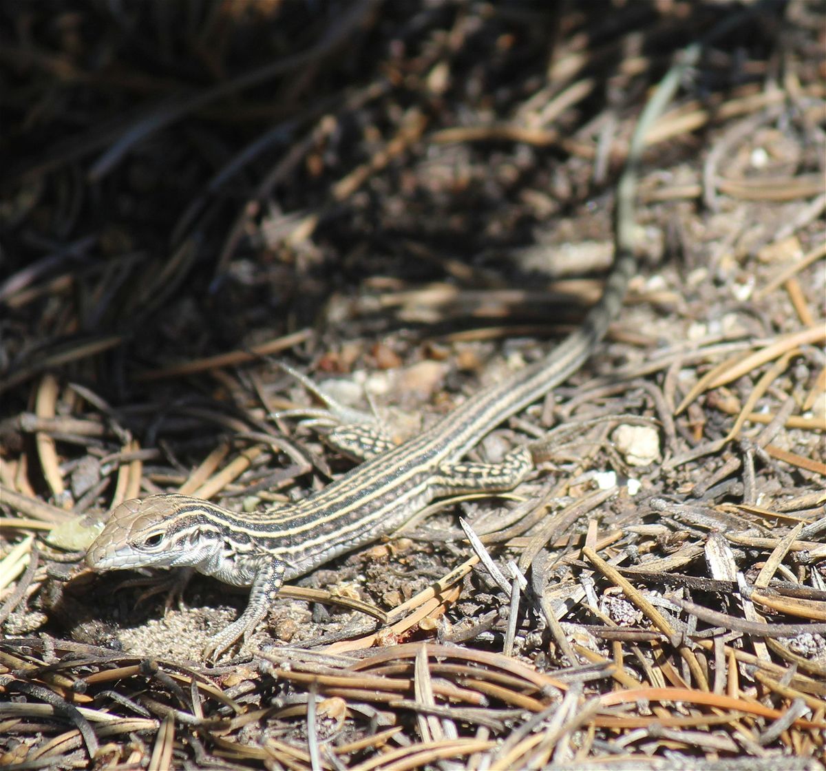 <i>Carina Kusaka</i><br/>The Colorado checkered whiptail lizard only lives in southeastern Colorado.