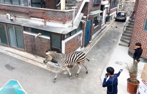 An escaped zebra runs down a back alley in Seoul on March 23.