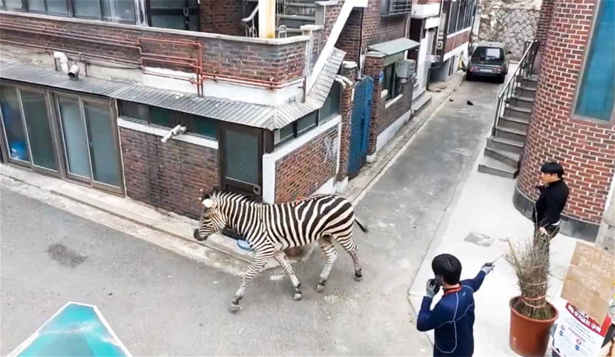 <i>Courtesy Gwangjin fire station</i><br/>An escaped zebra runs down a back alley in Seoul on March 23.