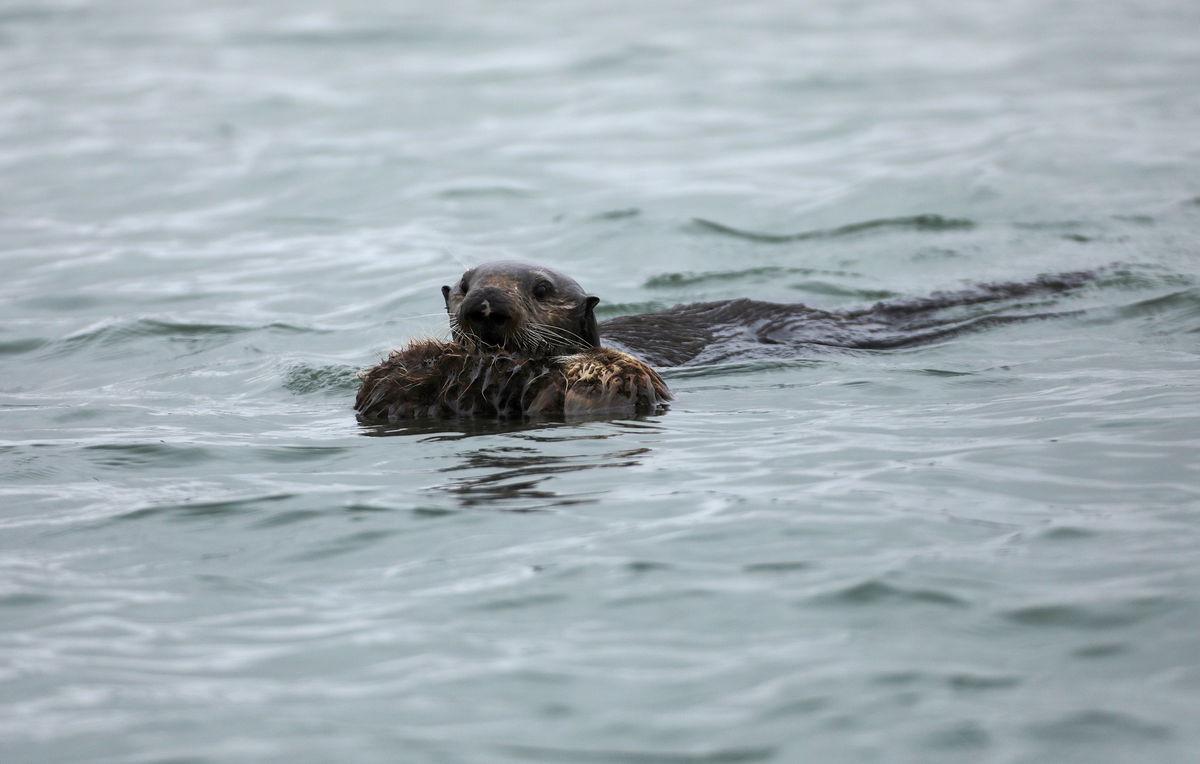 An adult sea otter pushes a sea otter pup on the surface of the Elkhorn Slough in Moss Landing, California, U.S. May 14, 2021. Picture taken May 14, 2021. REUTERS/Nathan Frandino