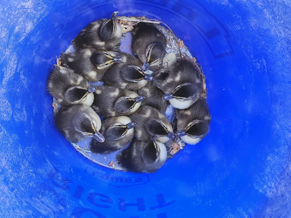 Photo of the 12 ducklings that were rescued in Paso Robles