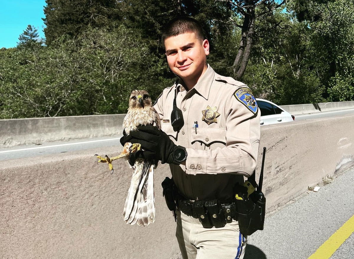 Injured hawk rescued by CHP on Highway 9 KION546