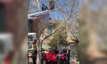 The Reno Fire Department assisted with getting the bear out of the tree