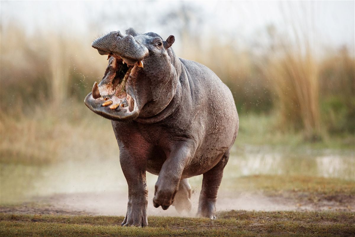 <i>photocech/Adobe Stock</i><br/>A hippo male charges at a vehicle in Africa. In short distances