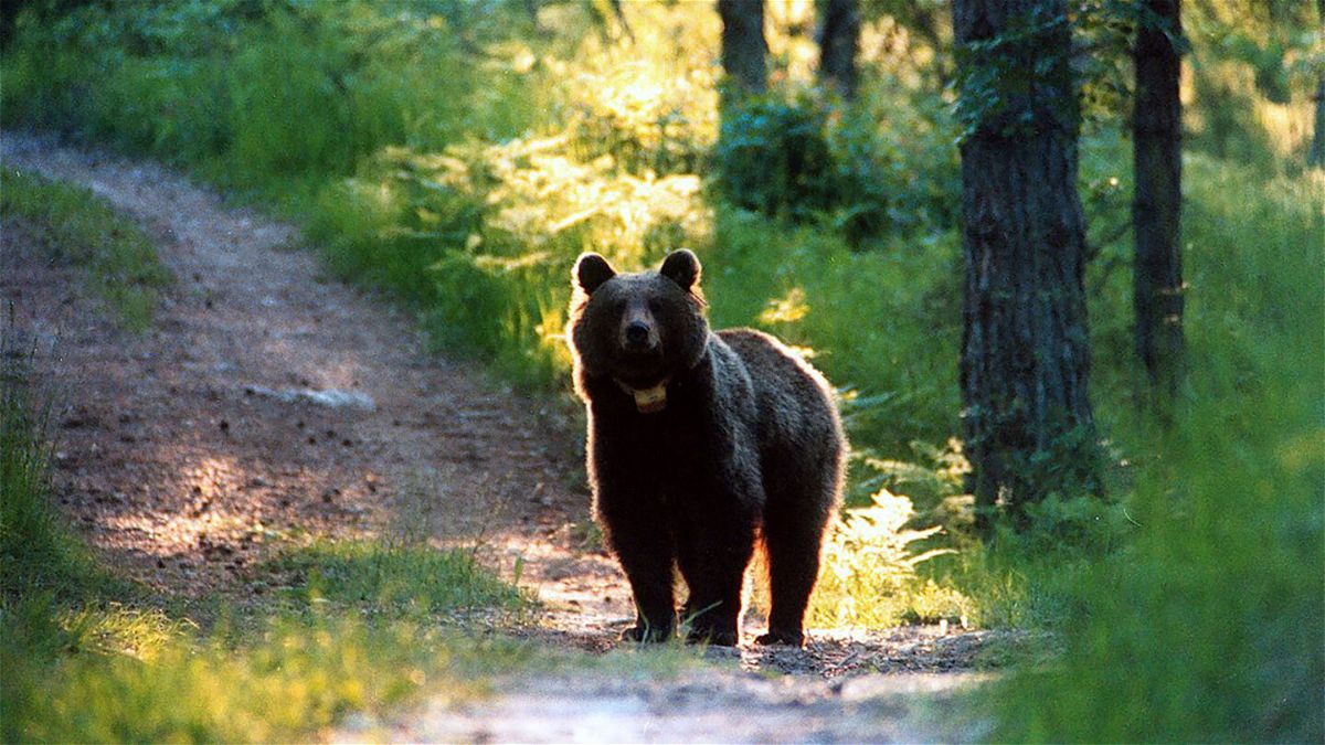 <i>Trento Provincial Press Office</i><br/>The female bear who killed a jogger gets a stay of execution in Italy. The bear known by Italy's National Institute of Wild Fauna as JJ4 was identified as the one that killed 26-year-old jogger Andrea Papi on a jogging trail in Trento in early April.