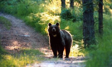 The female bear who killed a jogger gets a stay of execution in Italy. The bear known by Italy's National Institute of Wild Fauna as JJ4 was identified as the one that killed 26-year-old jogger Andrea Papi on a jogging trail in Trento in early April.