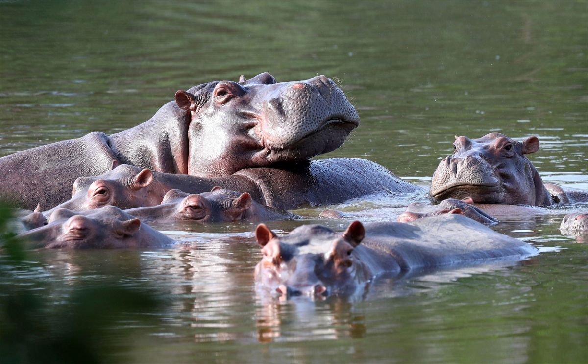 <i>Fernando Vergara/AP/File</i><br/>Hippos float in the lake at Hacienda Napoles Park