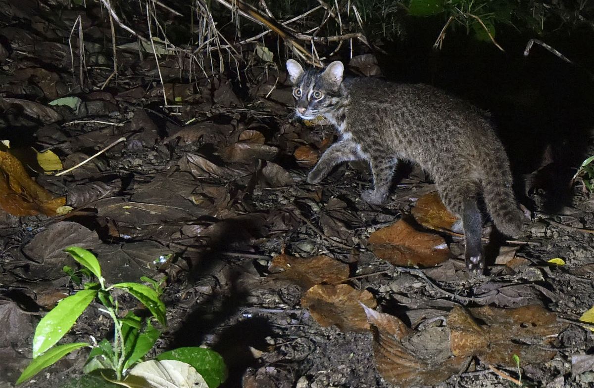 <i>Kyodo News/Getty Images</i><br/>The Iriomote wild cat is a nationally protected species in Japan.