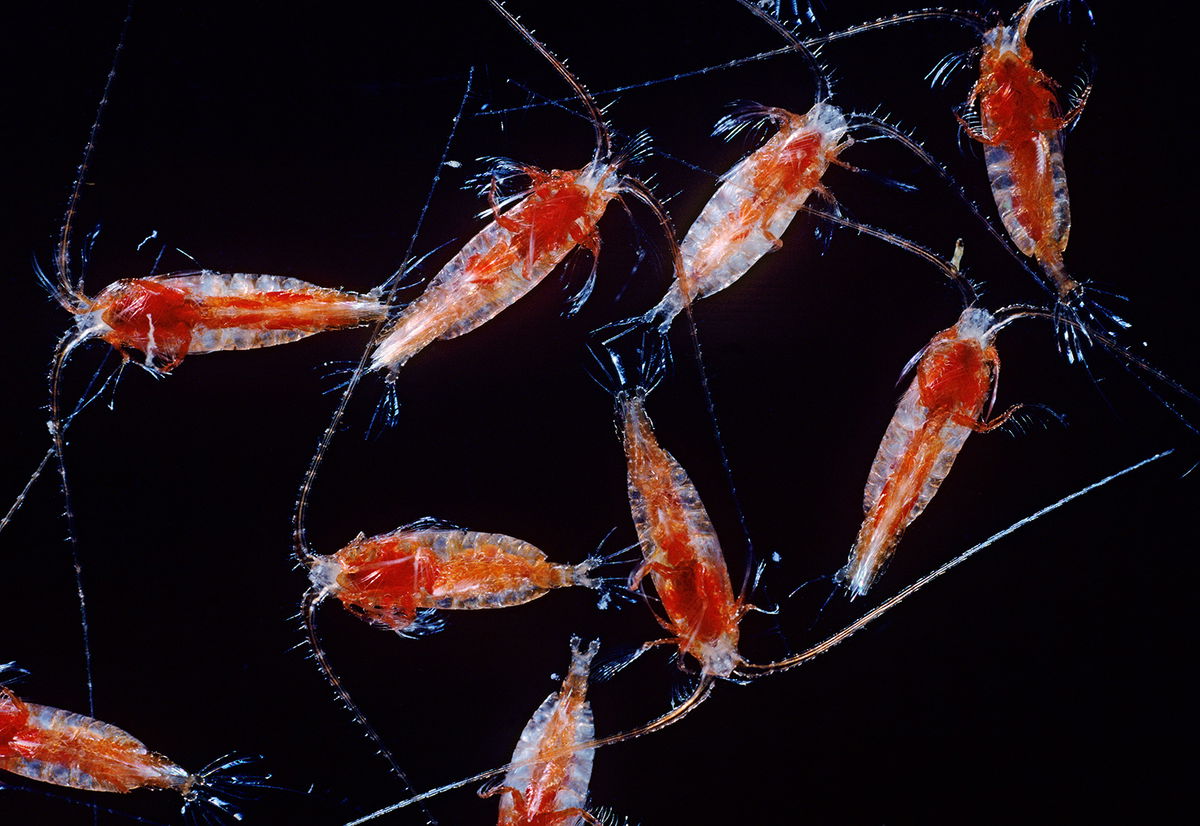 B5T39R Megacalanus princeps a copepod from depth of 1000m in north east Atlantic