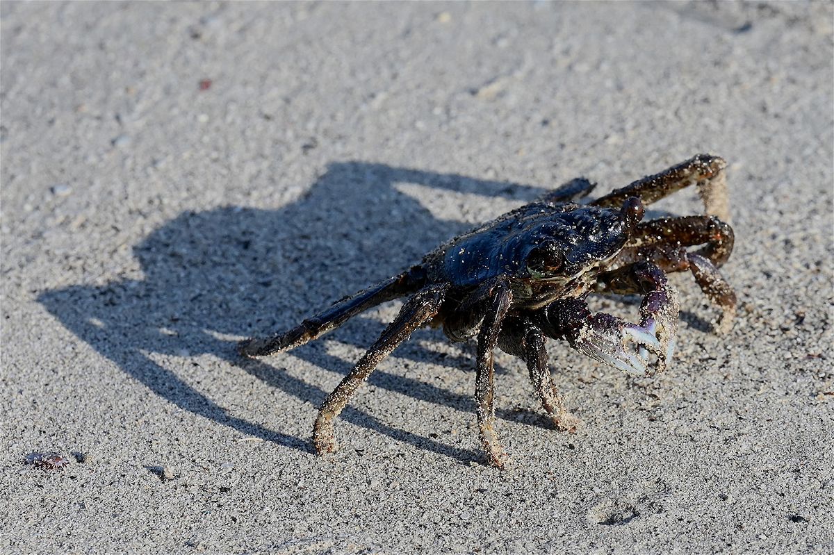 A crab covered with oil is seen here on a beach in Pola