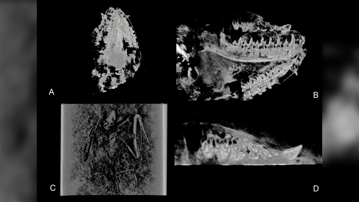 Shown here are CT visualizations of Icaronycteris gunnelli