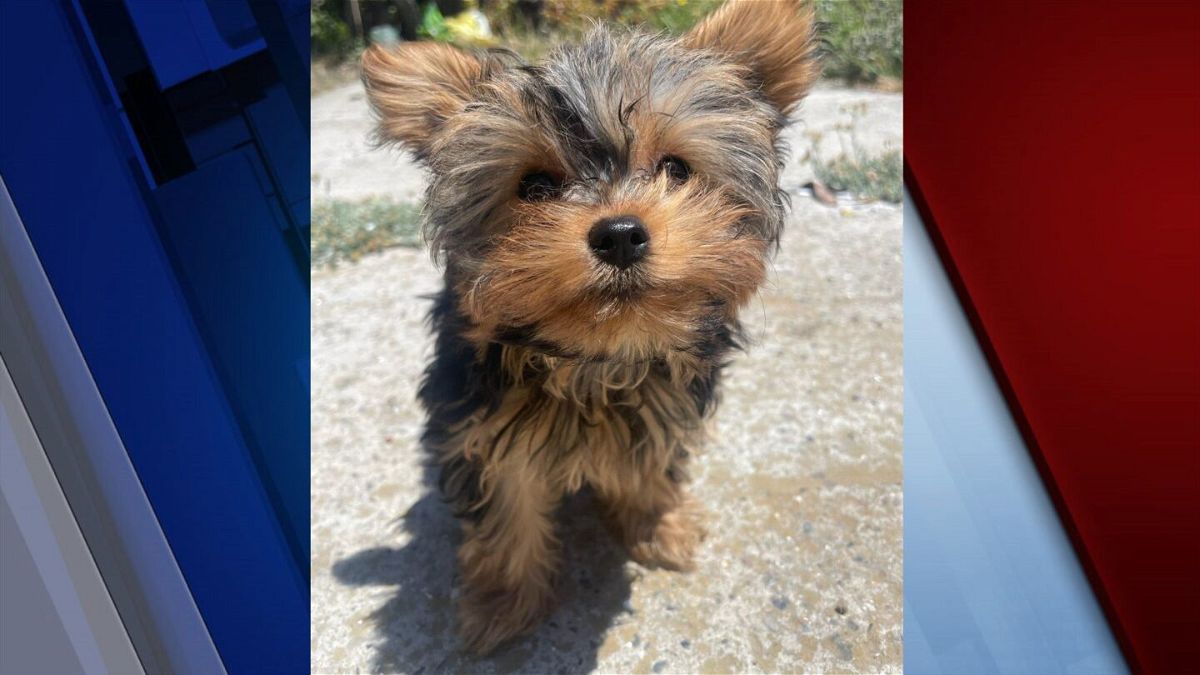 Photo of Chica who was taken from her owner's home on Larkin Street in Salinas. She is a one-year old teacup yorkie.