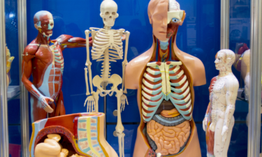 Can you guess what these 25 organs do in your body?