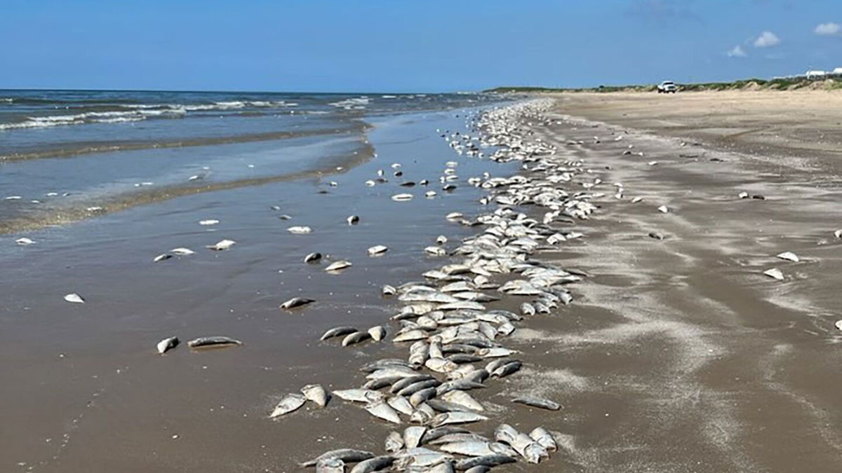 <i>Quintana Beach County Park/Facebook</i><br/>Wildlife officials say low oxygen levels in the water are why dead fish have washed ashore along the Texas Gulf Coast.