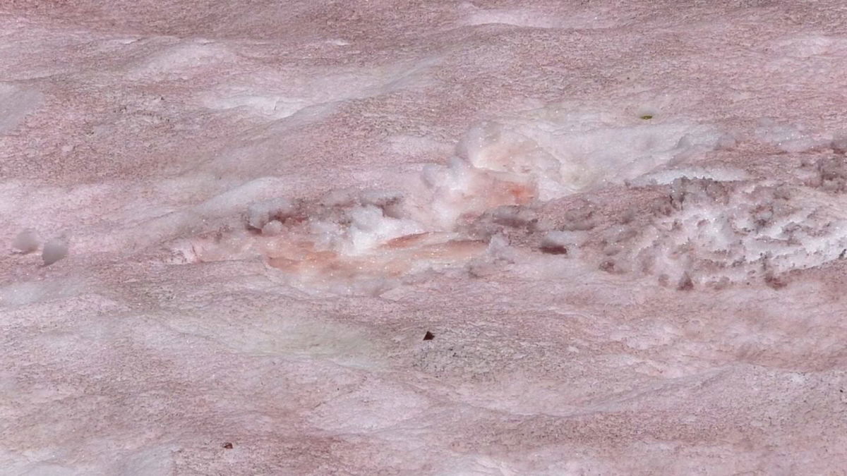 <i>KSTU</i><br/>Pink snow in Cache County