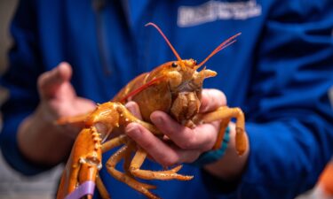 A one-in-30 million lobster was caught in Maine's Casco Bay on June 2.